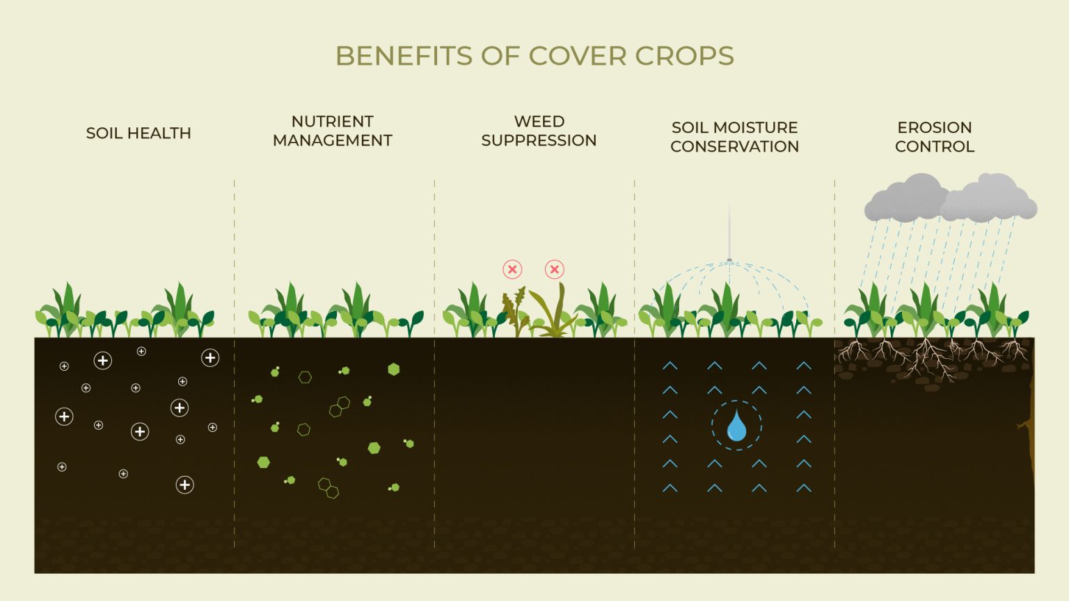 Cover Crops Will an old ideal return as a modern day solution